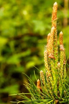 Closeup view at sprout of a scotch pine Stock Photos