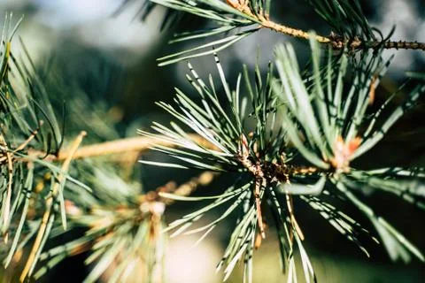 Closeup View of the Spruce Needles Foto stock