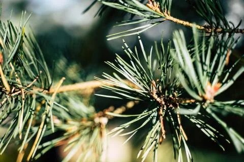 Closeup View of the Spruce Needles Stockfoto's