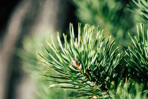 Closeup View of the Spruce Needles Stock-Fotos
