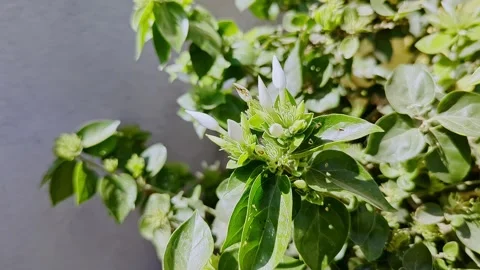 Closeup view of star jasmine flower showing delicate white petals and natur.. Video stock 335879624