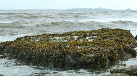 Closeup view at the stone with seaweed Stock-Footage 53203794