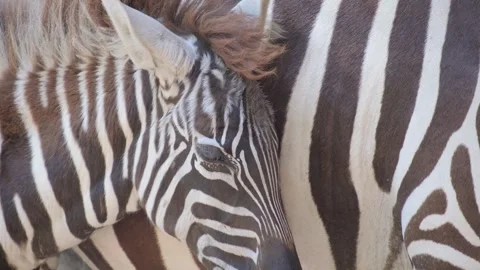 A CloseUp View of Stunning and Striking Zebras in their Natural Habitat and Stock Footage 304828285