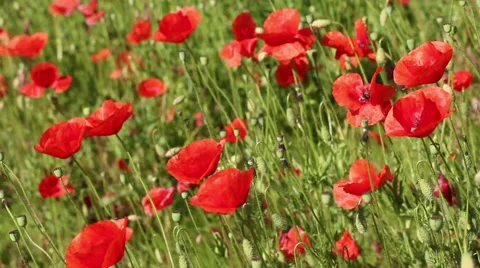 Closeup view of summer meadow Video stock 49201305