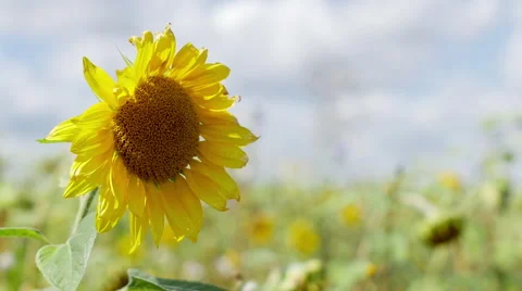 Closeup view of sunflower in the breeze Stock Footage 65495794
