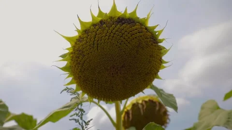 Closeup view of a sunflower. 스톡 동영상 132970392