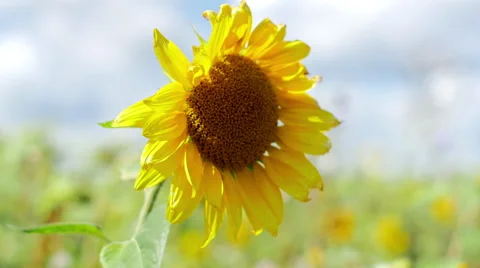 Closeup view of sunflower in the wind 스톡 동영상 65638993