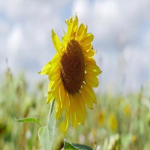 Closeup view of sunflower in the wind Stock-Footage 69603191