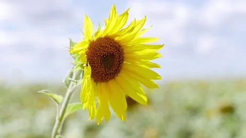 Closeup view of sunflower in the wind Stock Footage 72671241