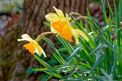 Closeup view of sunlit daffodils Stock Photos