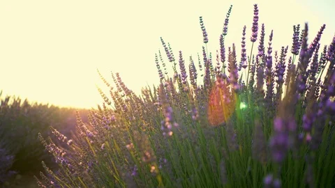 Closeup view of sunset over violet lavender field in Provence, France Stock Footage 108272540