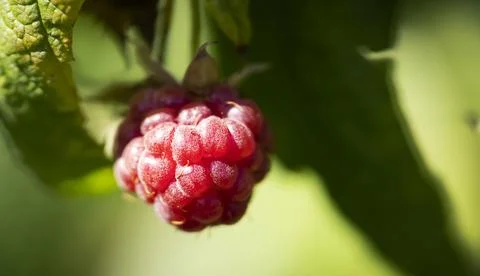 Closeup view of the sweet raspberry in the summer garden. Stock Photos