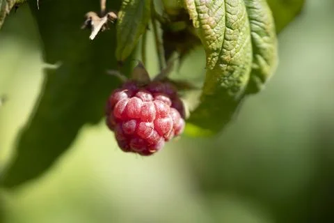 Closeup view of the sweet raspberry in the summer garden. Stock Photos