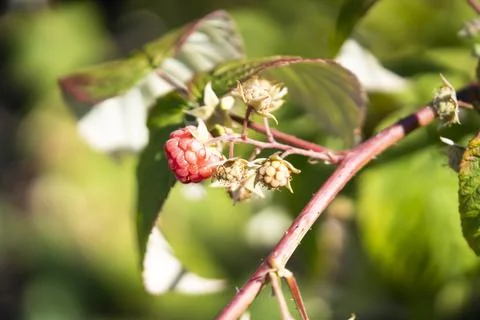 Closeup view of the sweet raspberry in the summer garden. Stock Photos