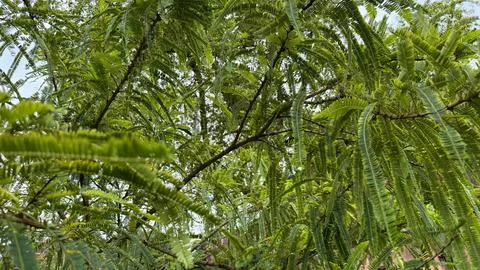Closeup View of a Tamarind Tree Canopy with Delicate Green Foliage and Branch Stock-Fotos