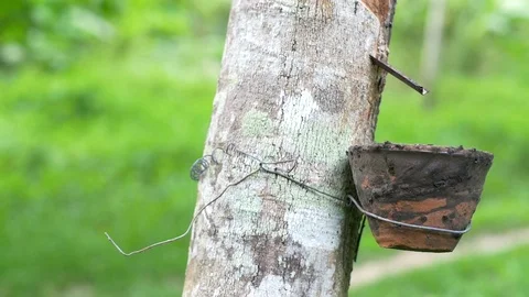 Closeup view of tapping latex from a rubber tree in a small elastic farm forest Stock Footage 89543023
