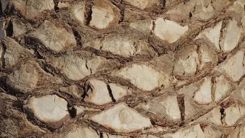 A CloseUp View of the Textured Bark of a Tree, Showcasing Its Intricate Details Stock Footage 282381145