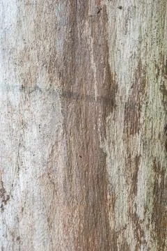 A CloseUp View of Textured Tree Bark Ideal for Stunning Nature Photography Stock Photos