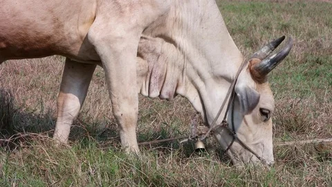 Closeup view of Thai cow eats grass Stock Footage 73012203
