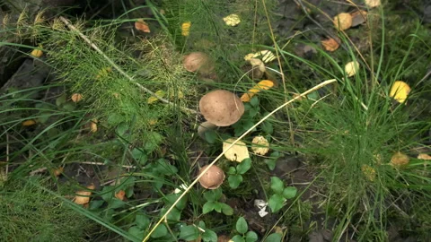 Closeup view of three brown mushrooms growing in autumn forest among grass. Stock Footage 145974017