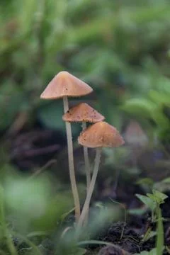Closeup view of three mushrooms thin cap and white or yellowish white stem Stock Photos