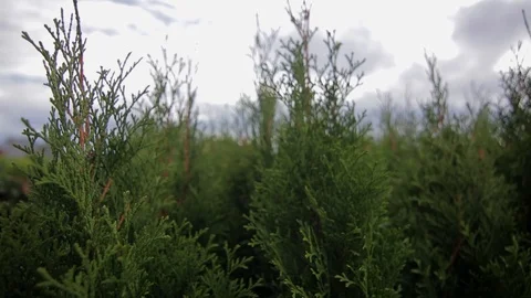 Closeup view of thuja plants in pots Video stock 122831645