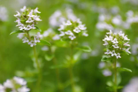 Closeup View of Thyme Flowers Foto stock
