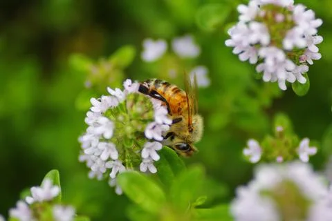 Closeup View of Thyme Flowers Stock Photos
