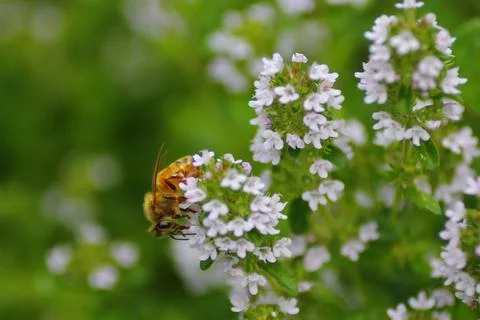 Closeup View of Thyme Flowers Stock Photos