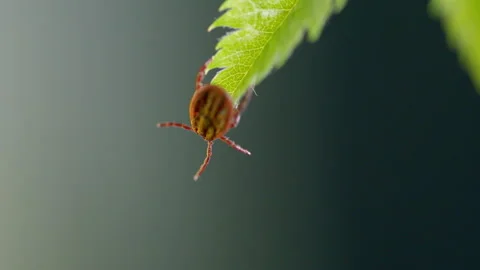 A Closeup View of a Tick Resting on a Leaf Natures Small Yet Significant Parasit Stock-Footage 307233876