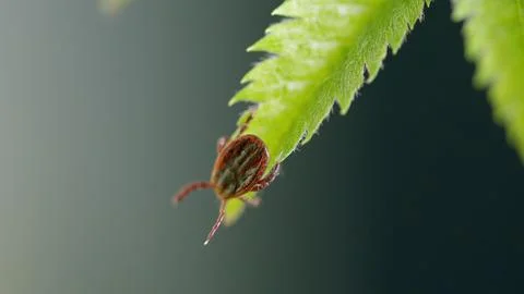 A Closeup View of a Tick Resting on a Leaf Natures Small Yet Significant Parasit Stock-Fotos