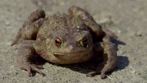 A closeup view of a toad on sandy ground, showcasing its unique features and Stock Footage 313284905