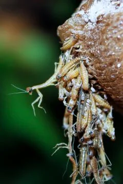 Closeup view of translucent praying mantis nymphs as they hatch Stock Photos