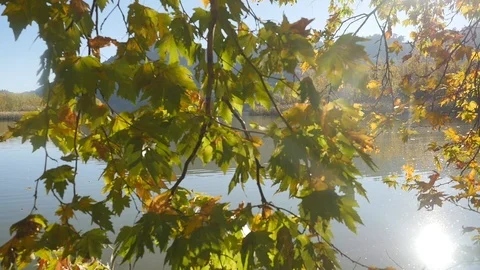 Closeup view of tree and calm lake on background Stock Footage 104079674