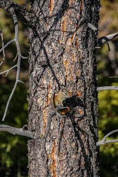 A closeup view of tree bark showcasing intricate shadows and a curious squirrel Stock Photos