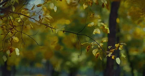Closeup view of tree branch with yellowed leaves against beautiful blurred Stock Footage 230217245