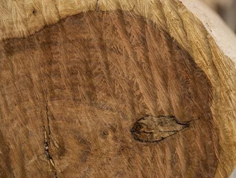 Closeup view of tree cut piece making into a rustic background wallpaper Stock Photos