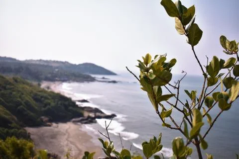 A closeup view of a tree in the foreground in front of a unfocused ocean Stock Photos