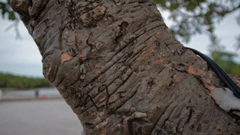 Closeup View Of A Tree Trunk With Cable Cord Nailed Near The Philippine Video stock 129966110