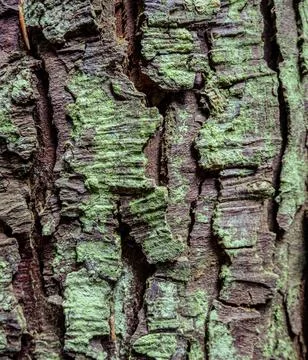 Closeup view of a tree trunk with green lichen on it Stock Photos