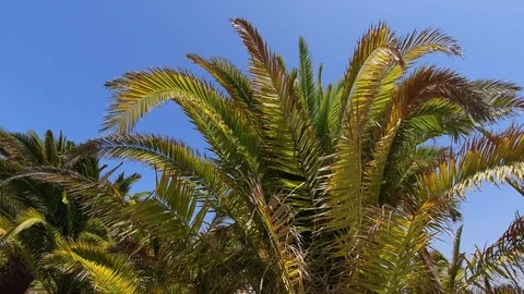 Closeup view of tropical palm trees in wind Stock Footage 115331066