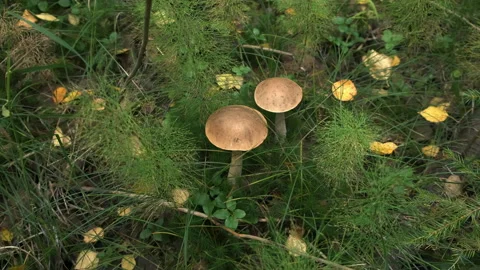 Closeup view of two brown mushrooms growing in autumn forest among grass. Stock Footage 146076896