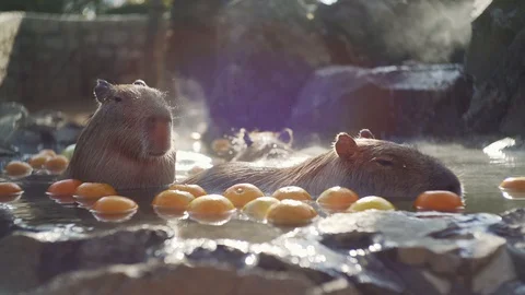 Closeup View Of Two Capybaras Bathing In The Hot Spring With Yuzu Fruits Stock Footage 128387914