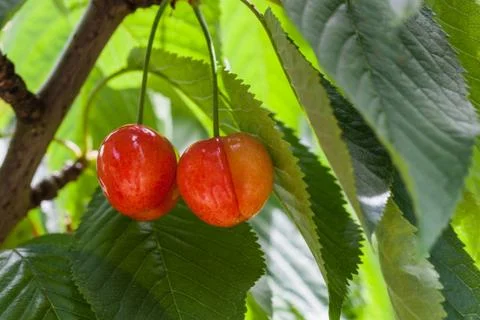 Closeup view of two delicious red cherries hanging on a branch Stock Photos