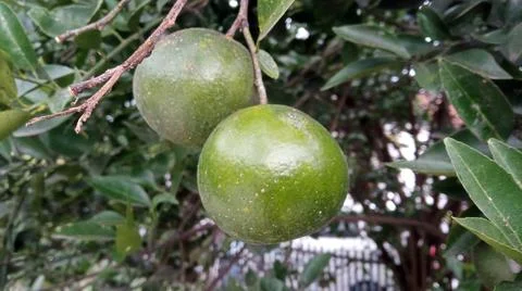 Closeup view of two oranges hanging on the tree Stock Photos