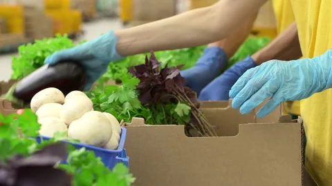 Closeup view of two people putting fresh vegetables into boxes while standing in Stock Footage 142956366