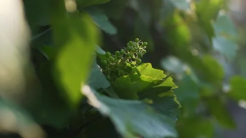 Closeup view of an underdeveloped grapes growing on a prosperous vineyard. Stock Footage 132973302