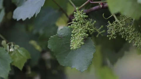 Closeup view of an underdeveloped green grapes growing on a vineyard. 스톡 동영상 132974408