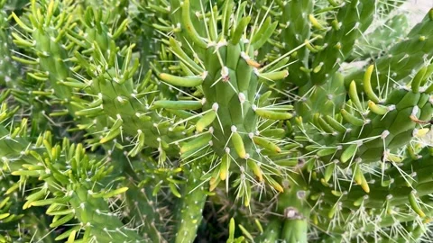 A CloseUp View of a Unique and Interesting Cactus Plant in Its Natural Desert 스톡 동영상 305213713