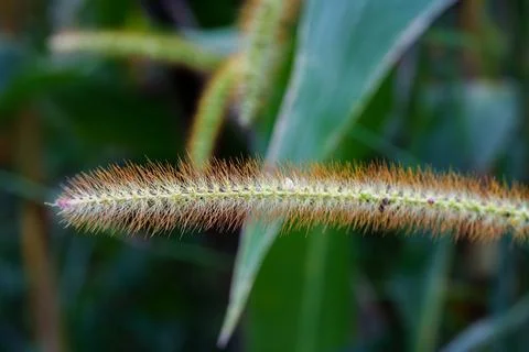 A CloseUp View of a Unique Plant Structure Featuring Delicate, Intricate Fi.. Foto stock